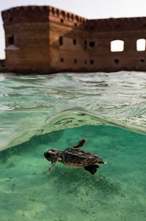 Baby Seaturtle Swimming at Fort Jefferson
