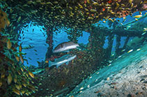 Two fish in a school of fish